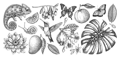 Tropical leaves, flower and animal sketches. Exotic fruits hand drawn vector illustration. Vintage jungle drawins set. Not AI generated 