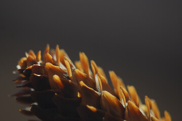 close up of a pine cone