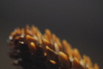 close up of a pine cone