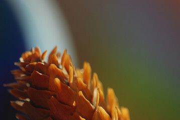 close up of a pine cone