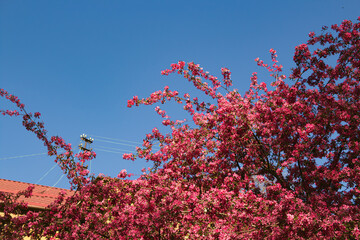 Malus 'Cardinal' crab apple tree in blossom in the spring sunshine. Ornamental Apple, Red Flowers, Flowering