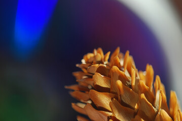 close up of a pine cone