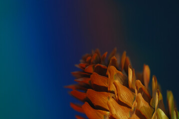 close up of a pine cone