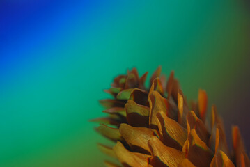 close up of a pine cone