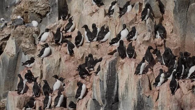Dense seabird colony of murres, guillemots, and kittiwakes crowding rocky ledges on coastal cliffs, showcasing nesting behavior and interactions in a rugged marine habitat