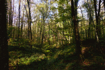 Obraz premium sunlight in the forest