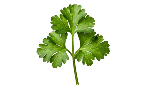 Fresh cilantro sprig provides an herbal essence