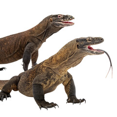 Obraz premium Komodo Dragons Standing Isolated on White Background