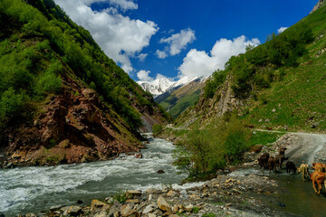 Cattle crossing mountain stream in green gorge to snowy peaks
