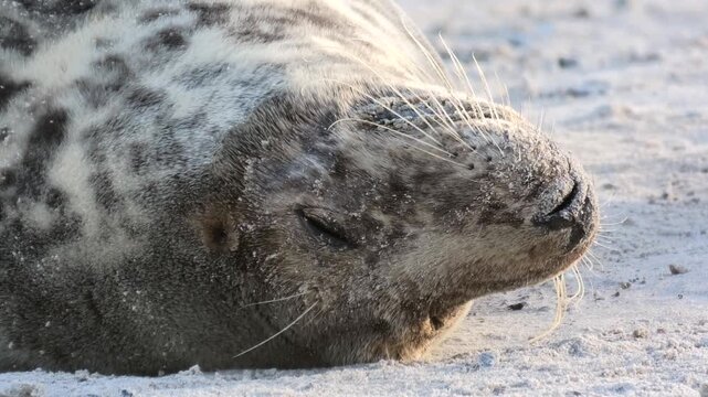 M&uuml;de Robbenmutter liegt am Strand, Close-up, Barthaare, Halichoerus grypus, Nordsee