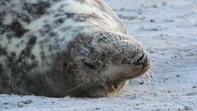 M&uuml;de Robbenmutter liegt am Sandstrand, Close-up, Barthaare, Halichoerus grypus, Nordsee