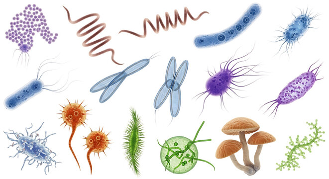 Collection of diverse microscopic organisms including bacteria viruses fungi and algae, cutout, PNG isolated on white or transparent background