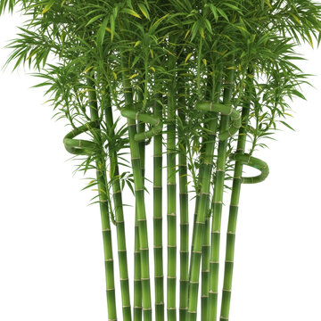 Bamboo growth in nature botanical vibrant green environment isolated on transparent background