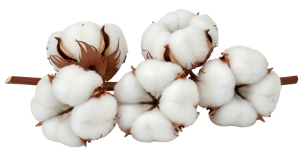 Soft fluffy cotton branch for textile design needs