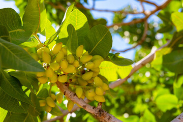 Unripe pistachios. Pistachio nut tree.