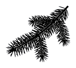 Nature pine branch forest silhouette view isolated on transparent background