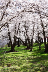 Obraz premium Spring Landscape of Cherry Blossom Trees in Full Bloom Over Fresh Green Grass