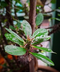 Close-up of Crown of Thorns Plant (Euphorbia milii) with Water Droplets on Green Leaves
