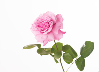 Flower rose beautiful pink isolated on white macro close up