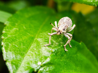White weevil macro on lush green plant leaf