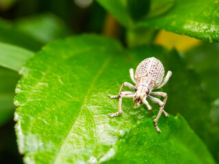 White weevil macro on lush green plant leaf