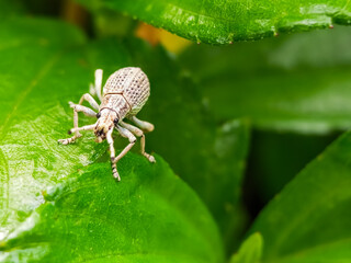 White weevil macro on lush green plant leaf