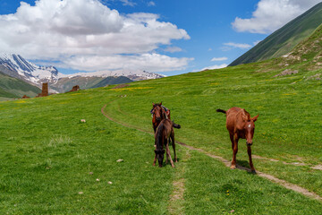 Fototapeta premium Young horses on green hillside above Caucasus mountain valley