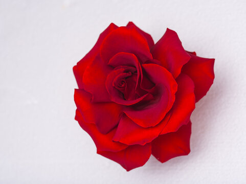 Red rose flower beautiful macro close up big over white background - Powered by Adobe