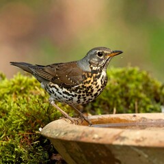 Fototapeta premium Mistle Thrush Perched on Bird Bath in Garden Setting.