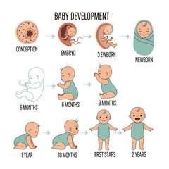 Baby development stages: conception to 2 years growth process