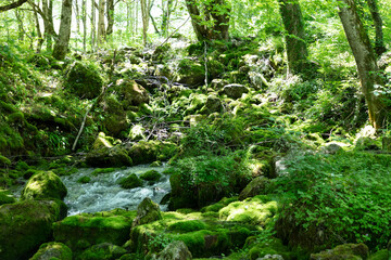 Montenegro forest landscape on a cloudy summer day