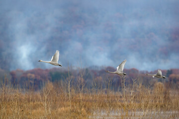 Fototapeta premium tundra swans in migration through the Upper Mississippi River