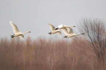 tundra swans in migration through the Upper Mississippi River