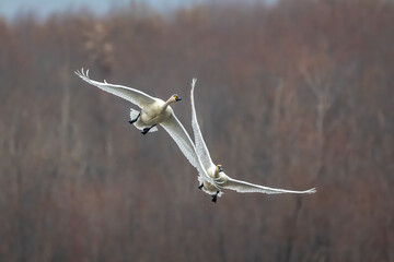 tundra swans in migration through the Upper Mississippi River