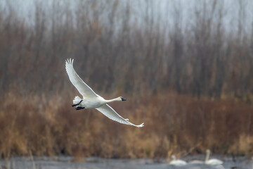 tundra swans migrating through the Upper Mississippi River
