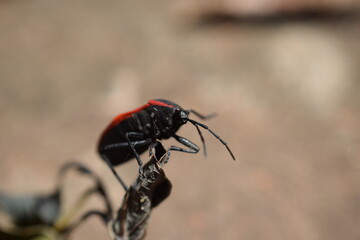 boxelder bug  hiking on a leaf with beige background