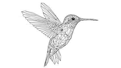 Detailed Line Drawing of a Hummingbird in Flight.