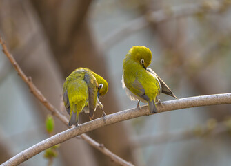 two chestnut flanked white-eye on tree branch