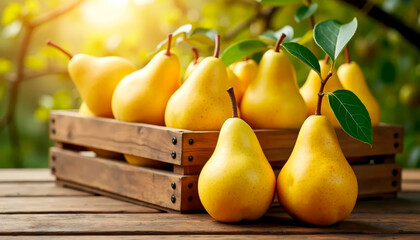 Ripe, juicy yellow pears in a wooden crate on a wooden table against a sunny garden backdrop. Healthy eating concept.