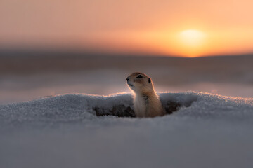 seasonal wildlife illustration, adorable groundhog coming out of snowy burrow at sunrise, with gentle winter palette, evoking hopeful seasonal vibes