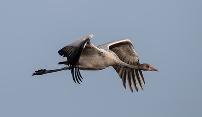 Crane (Grus grus) , flying against the sky, on eastern Oland, Sweden.
