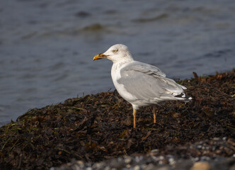European Herring Gull (Larus argentatus) on southern Oland island, Sweden.