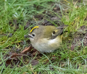 Goldcrest (Regulus regulus) foraging on the ground at southern Oland island, Sweden.
