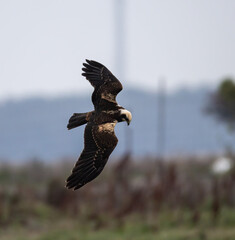 Marsh Harrier (Circus aeruginosus) flying against the sky at southern Oland island, Sweden.