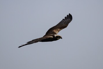 Marsh Harrier (Circus aeruginosus) flying against the sky at southern Oland island, Sweden.