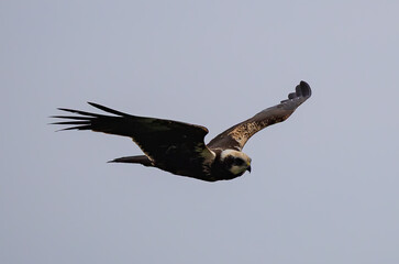 Marsh Harrier (Circus aeruginosus) flying against the sky at southern Oland island, Sweden.