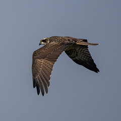 Osprey (Pandion haliaetus) flying against the sky at southern Oland island, Sweden.
