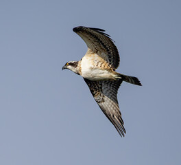 Osprey (Pandion haliaetus) flying against the sky at southern Oland island, Sweden.
