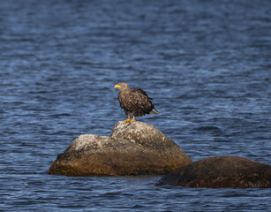 White-tailed Eagle (Haliaeetus albicilla) sitting on a rock outside southern Oland island, Sweden.