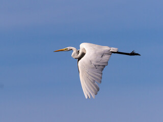 White heron in flight over rice fields of the Albufera of Valencia (Spain)